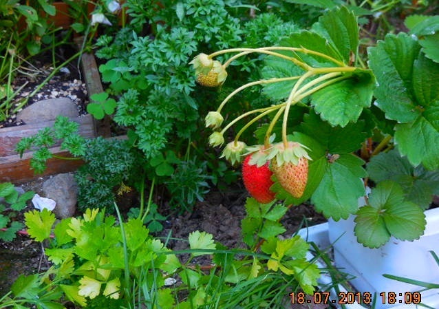 Herbs Redo1.jpg